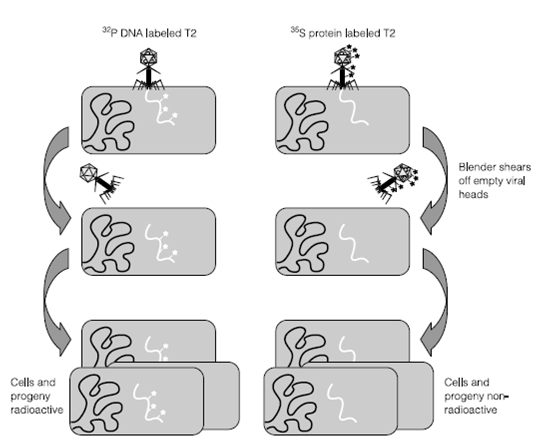 2128_The relationship of purines to pyrimidines.png